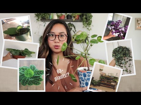 , title : 'MY HOUSEPLANT COLLECTION 2019 | ALL MY PLANTS + CARE TIPS'