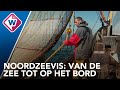 Noordzeevis: van de zee tot op het bord