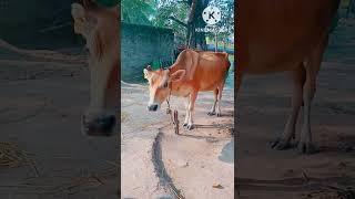 Download lagu 🐂Beautiful cow Real Sound ll #shorts #beautiful #sound 🎶 #cow👌 mp3 Download lagu 🐂Beautiful cow Real Sound ll #shorts #beautiful #sound 🎶 #cow👌 mp3