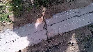 Miniature de la vidéo