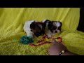 Shih Tzu dogs for sale: Sapphire - Video 1