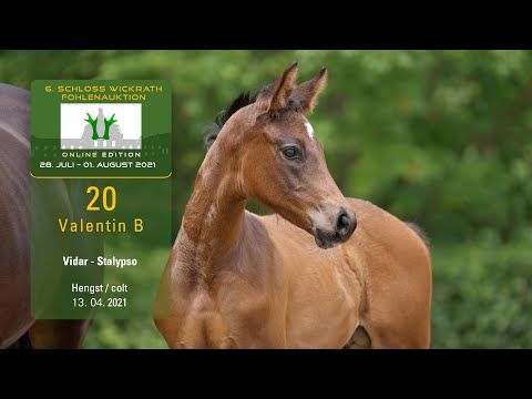 Fohlenauktion 28.7. - 01.8.2021 Katalog-Nr. 20 Valentin B HF v. Vidar - Stalypso