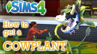 How To Get A Cowplant - The Sims 4