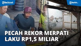 Pecah Rekor! Merpati Laku Seharga Rp1,5 Miliar di Pekalongan, Pembelinya Bos dari Jakarta