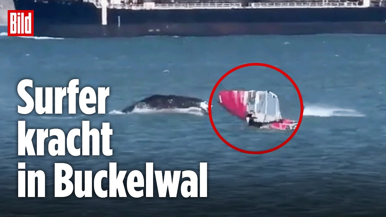 Schmerzhafte Begegnung: Buckelwal und Surfer krachen in der Bucht von San Francisco ineinander