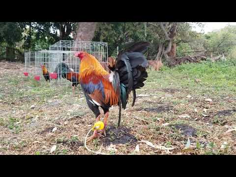 Semental  Sweater 5K  disponible.