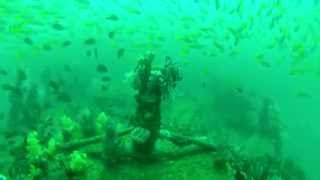preview picture of video 'Scuba Diving Inchcape Wreck near Dibba Rock, Fujairah, UAE'