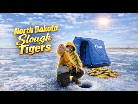 (Early Ice)  Hammering Perch On a North Dakota Slough