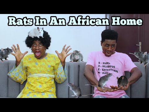 RATS IN AN AFRICAN HOME