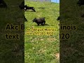 Belgian Malinois dogs for sale: Roxy❤️🐾AKC Registered🐾❤️❤️Text 717-202-9120 - Video 1
