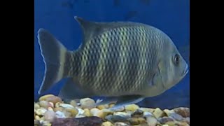 Humans are ingesting fish antibiotics to treat their own illnesses
