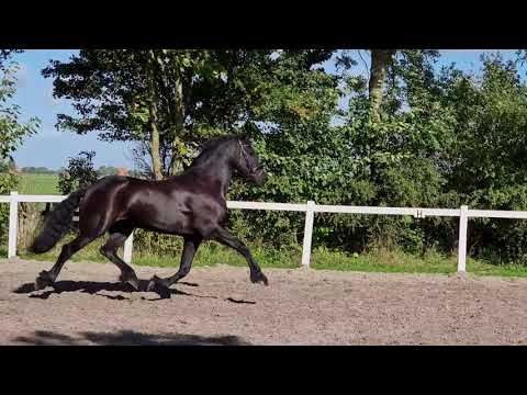 Stal Okkema's Jippe - Loadewyk x Fabe - Gelding - 2011 - 1.68m