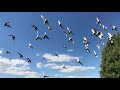 Birds Flying In The Sky Non Copyright Video Clip