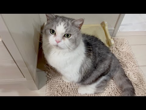 Piko sitting like a normal cat