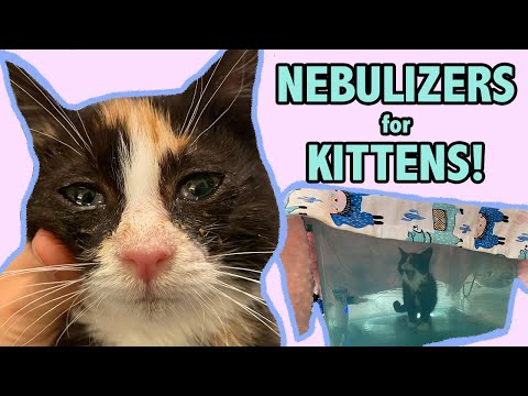 Nebulizer Treatment for a Sneezy Kitten