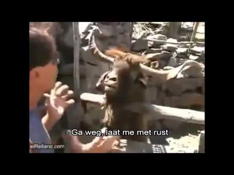 Interview allochtone politicus over Israël