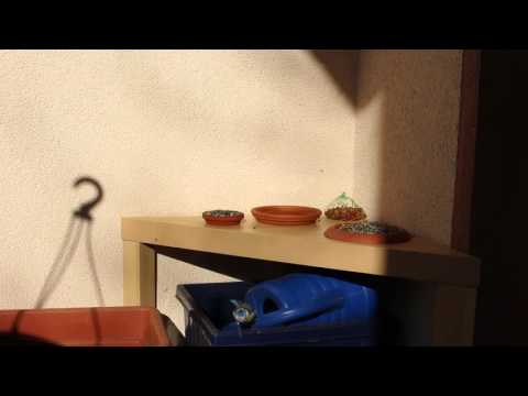 2016-04-12 Two blue tits casting shadows and getting something to eat