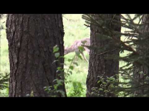 Lebensbock in Masuren erlegt