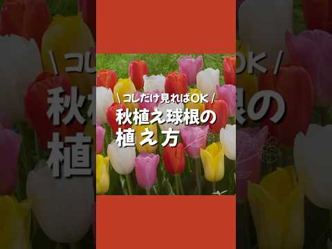 耐寒性の芳香植物：秋に植えたい代表的な植物  庭園