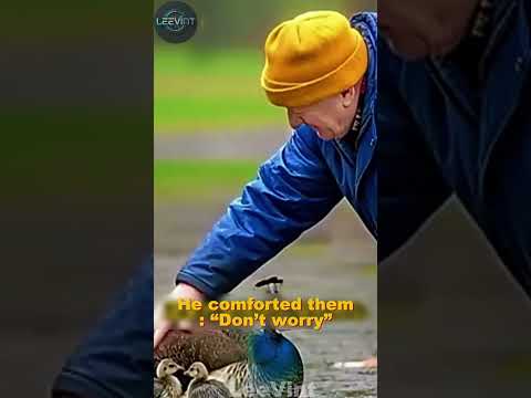 From destruction to hope the touching story of a peacock family  #rescue #peacock  #wildliferescue