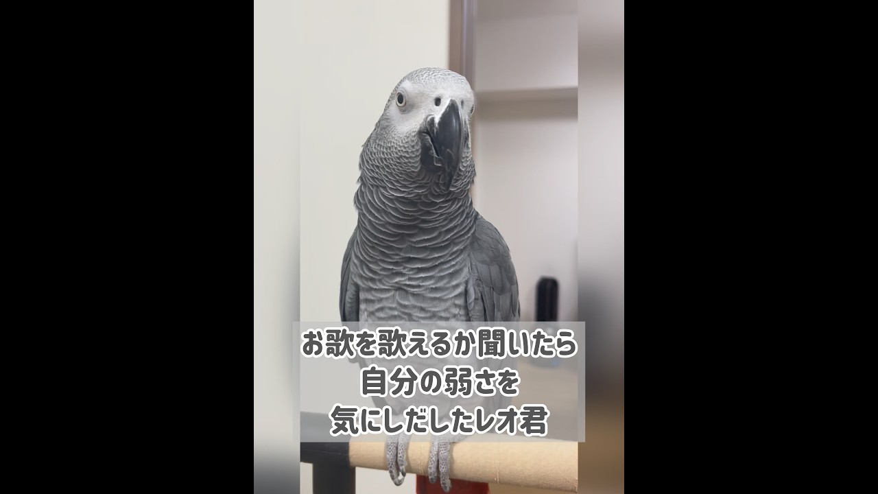 【ヨウムのレオ君】お歌を歌えるか聞いたら自分の弱さを気にし出したレオ君 #ヨウム #インコ #parrot