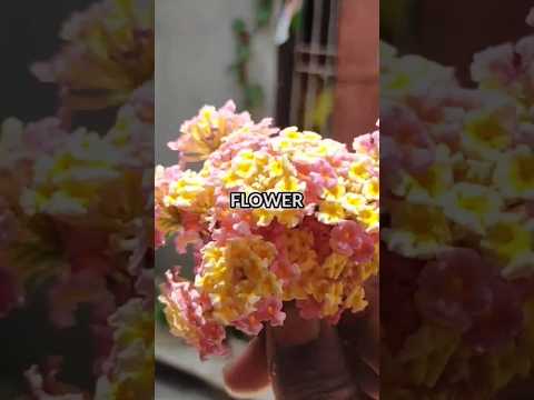 Homemade Flower perfume #shorts #youtubeshorts