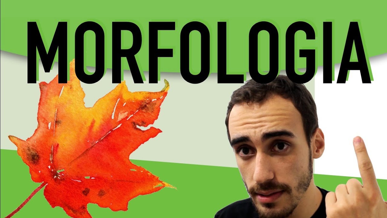 Botânica - Morfologia Externa de Raízes, Caules e Folhas