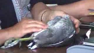 preview picture of video 'FULICA AMERICANA (In spanish). American coot.'