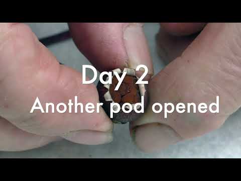 69 Saving and Sowing Hardy Cyclamen Seeds