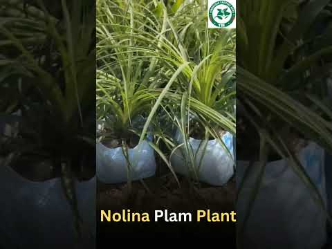 Nolina Palm Plant