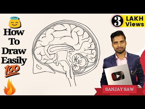 How to draw Human Brain step by step for Beginners ! Video