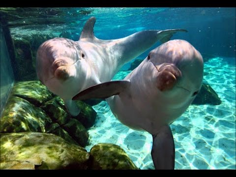 MUSIQUE D'ÉTUDE & Ondes Alpha - Concentration Mémoire Créativité Antistress 🎧 STUDY MUSIC