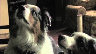 STOP! QUIET! OFF! Dog Training Spray