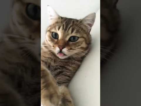 CAT MEOWING TO ATTRACT CATS