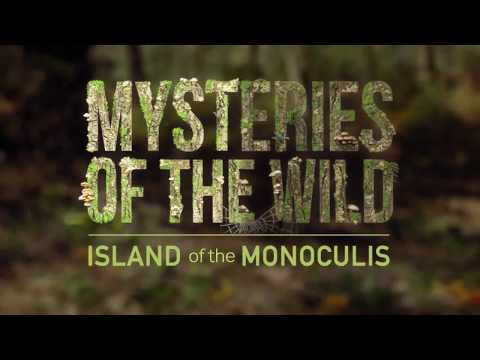 Trailer: Mysteries of The Wild de Rui Veiga