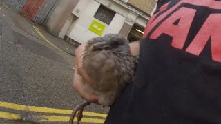 Wood Pigeon Rescue - Hackney London 2016