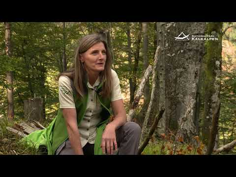 Welterbe Touren im Nationalpark Kalkalpen