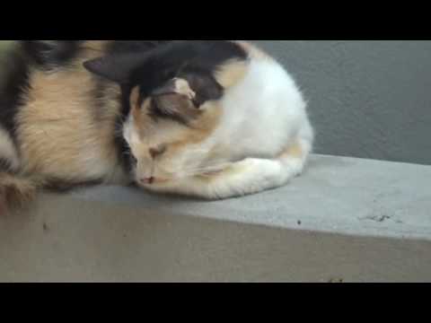 Funny cats scared of random things   Funny cats compilation