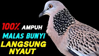 Download lagu Suara Burung Tekukur Pikat Paling Ampuh Untuk Pancingan Cepat Bunyi mp3 Download lagu Suara Burung Tekukur Pikat Paling Ampuh Untuk Pancingan Cepat Bunyi mp3