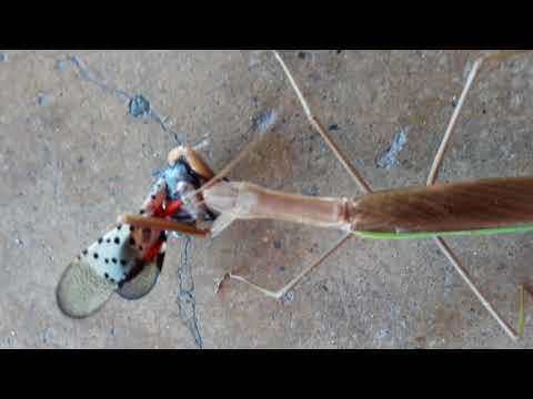 Praying Mantis  vs lantern bug
