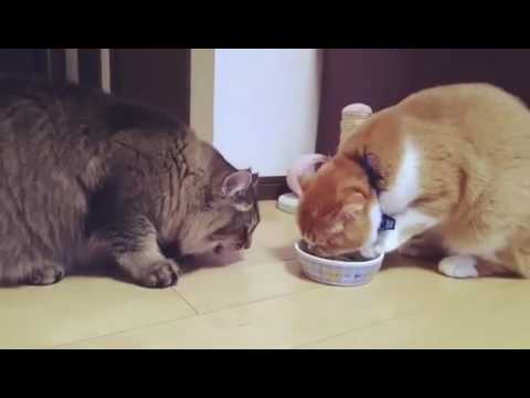 fight over a Marin's leftover food #2