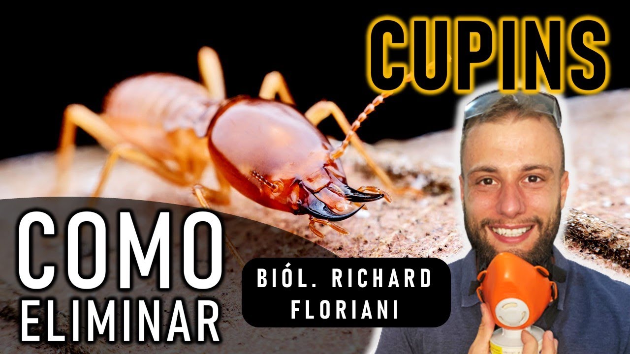 Como Acabar Com Cupins: Dedetização Profissional Completa Para Eliminar Cupim de Madeira Seca