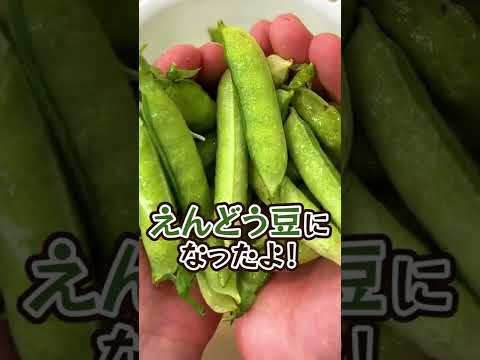 園芸 満腹感とエネルギーに満ちたエンドウ豆