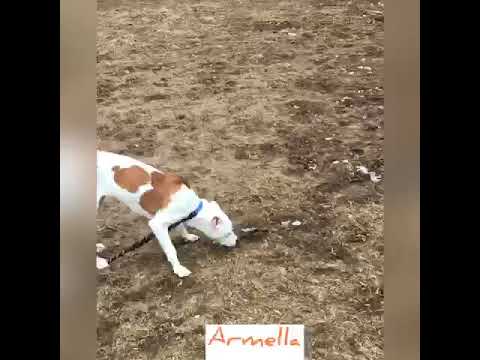 Armella, an adopted American Staffordshire Terrier Mix in Danbury, CT_image-1