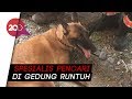 Guk! Anjing Pelacak Bantu Cari Korban Gempa Sulteng Guk! Anjing Pelacak Bantu Cari Korban Gempa Sulteng