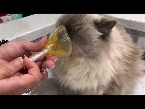 How To Train Your Cat To Accept An Asthma Inhaler
