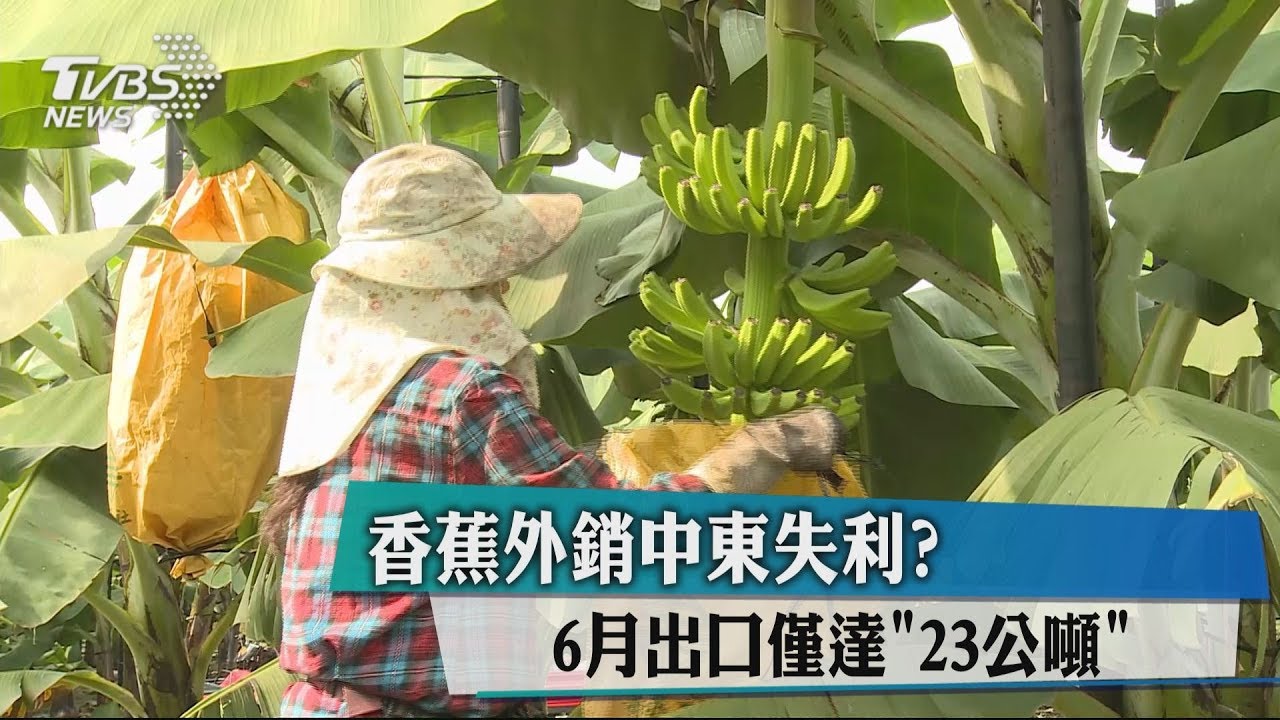 香蕉外銷中東失利? 6月出口僅達「23公噸」