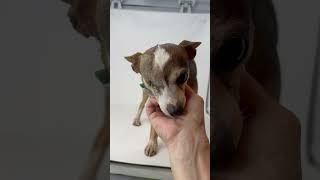 Video preview image #1 Chihuahua Puppy For Sale in Benton, LA, USA