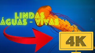 ?ÁGUAS-VIVAS - 4 K RESOLUÇÃO ( 4 K Resolution )?