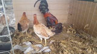 Pinnon Yellow legged hatch